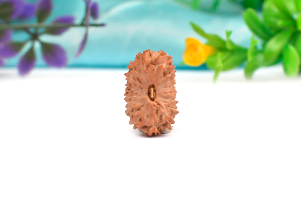 RJS16EO-K-26918-16 Mukhi from Java Indonesia Small CXIV-1